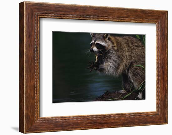 Raccoon Eating a Leopard Frog-W. Perry Conway-Framed Photographic Print