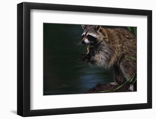 Raccoon Eating a Leopard Frog-W. Perry Conway-Framed Photographic Print