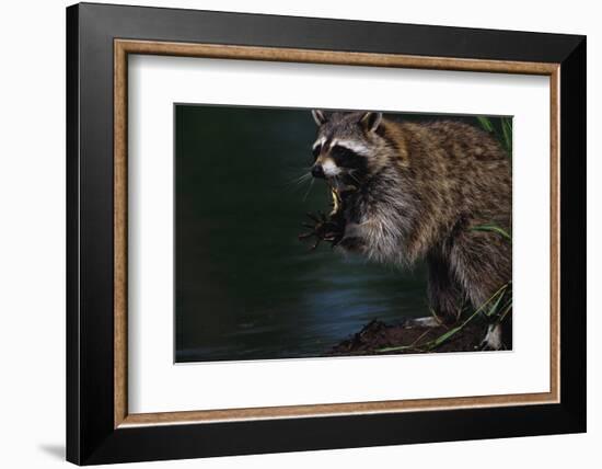 Raccoon Eating a Leopard Frog-W. Perry Conway-Framed Photographic Print