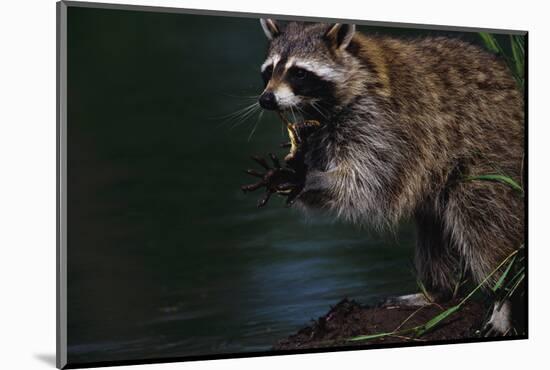 Raccoon Eating a Leopard Frog-W. Perry Conway-Mounted Photographic Print