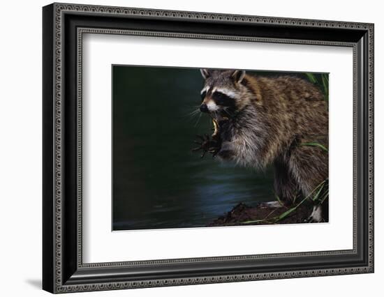 Raccoon Eating a Leopard Frog-W. Perry Conway-Framed Photographic Print