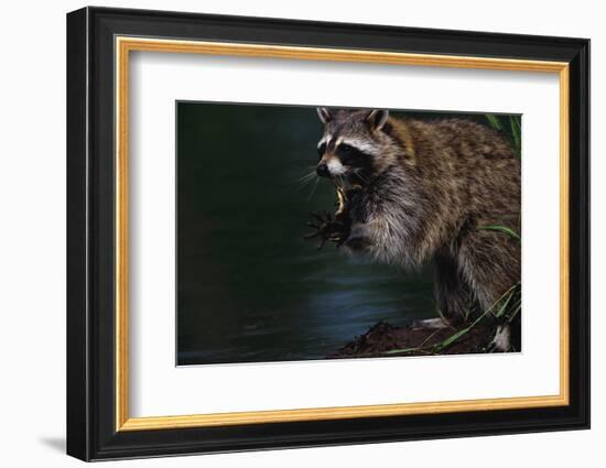 Raccoon Eating a Leopard Frog-W. Perry Conway-Framed Photographic Print