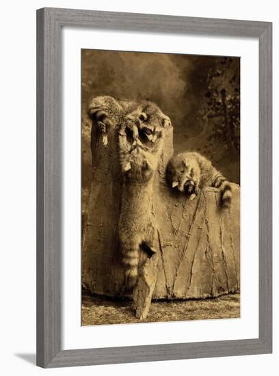 Raccoon Family-null-Framed Art Print