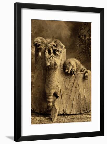 Raccoon Family-null-Framed Art Print