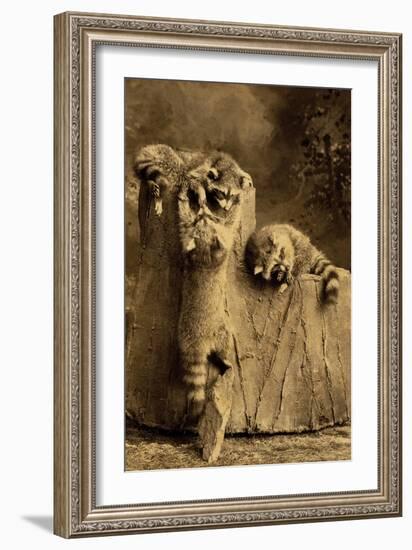 Raccoon Family-null-Framed Art Print