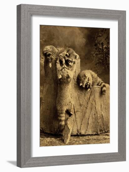 Raccoon Family-null-Framed Art Print