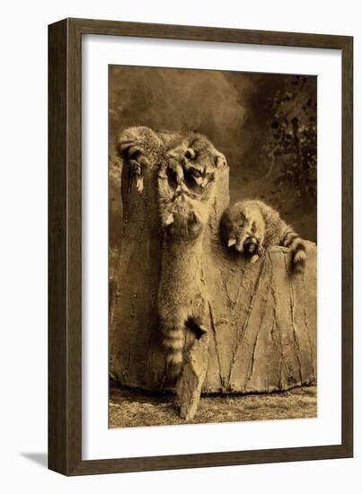 Raccoon Family-null-Framed Art Print