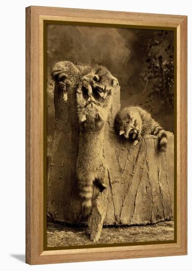 Raccoon Family-null-Framed Stretched Canvas