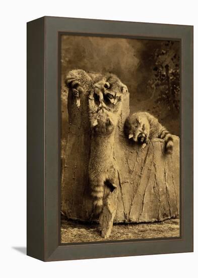 Raccoon Family-null-Framed Stretched Canvas