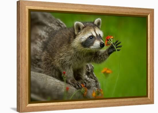 Raccoon in Minnesota under Controlled Conditions Agnieszka Bacal.-Agnieszka Bacal-Framed Premier Image Canvas