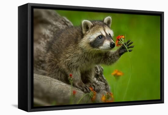 Raccoon in Minnesota under Controlled Conditions Agnieszka Bacal.-Agnieszka Bacal-Framed Premier Image Canvas