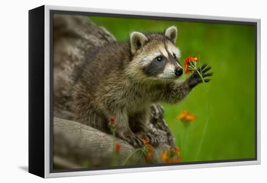 Raccoon in Minnesota under Controlled Conditions Agnieszka Bacal.-Agnieszka Bacal-Framed Premier Image Canvas