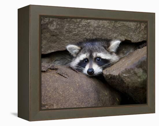 Raccoon Inbetween Rocks-null-Framed Premier Image Canvas