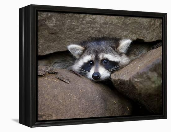 Raccoon Inbetween Rocks-null-Framed Premier Image Canvas