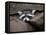 Raccoon Inbetween Rocks-null-Framed Premier Image Canvas