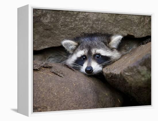 Raccoon Inbetween Rocks-null-Framed Premier Image Canvas