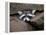 Raccoon Inbetween Rocks-null-Framed Premier Image Canvas