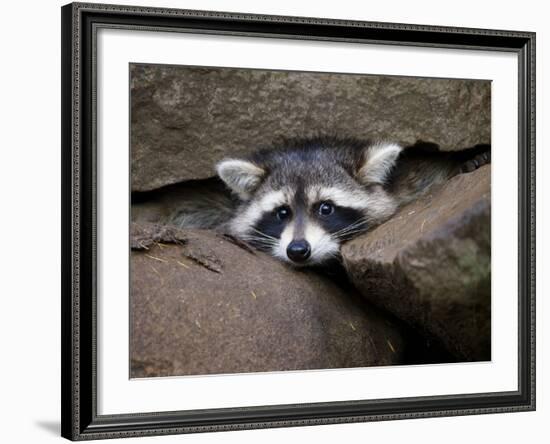 Raccoon Inbetween Rocks-null-Framed Photographic Print