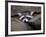 Raccoon Inbetween Rocks-null-Framed Photographic Print