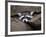 Raccoon Inbetween Rocks-null-Framed Photographic Print