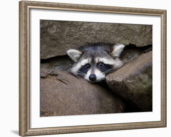 Raccoon Inbetween Rocks-null-Framed Photographic Print