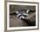 Raccoon Inbetween Rocks-null-Framed Photographic Print