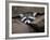 Raccoon Inbetween Rocks-null-Framed Photographic Print