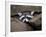 Raccoon Inbetween Rocks-null-Framed Photographic Print