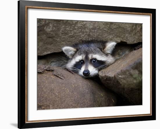 Raccoon Inbetween Rocks-null-Framed Photographic Print