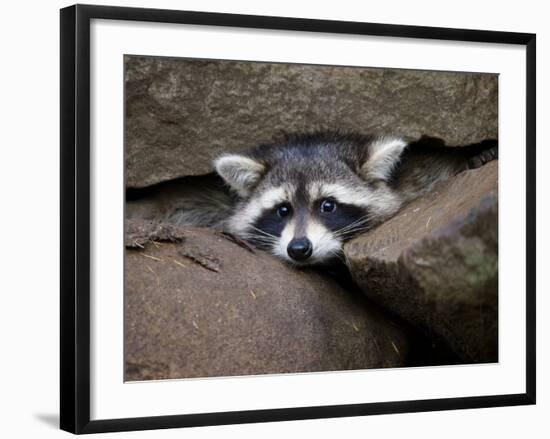 Raccoon Inbetween Rocks-null-Framed Photographic Print