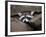 Raccoon Inbetween Rocks-null-Framed Photographic Print