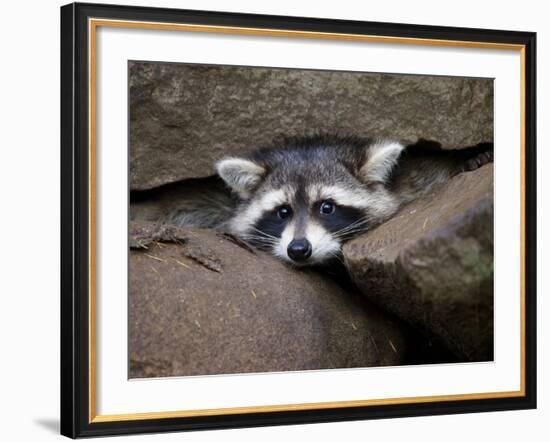 Raccoon Inbetween Rocks-null-Framed Photographic Print