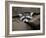 Raccoon Inbetween Rocks-null-Framed Photographic Print