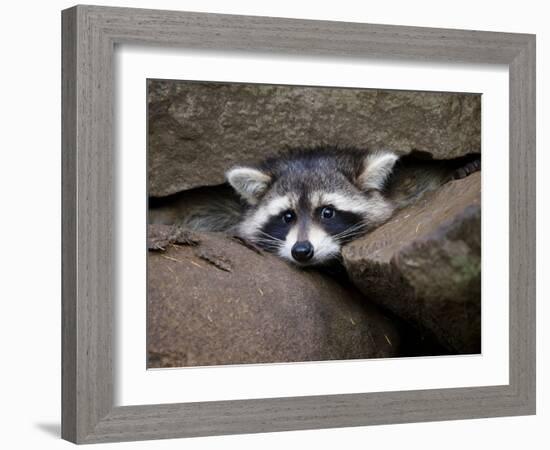 Raccoon Inbetween Rocks-null-Framed Photographic Print