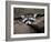 Raccoon Inbetween Rocks-null-Framed Photographic Print