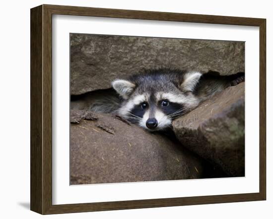 Raccoon Inbetween Rocks-null-Framed Photographic Print