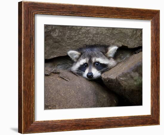 Raccoon Inbetween Rocks-null-Framed Photographic Print