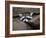 Raccoon Inbetween Rocks-null-Framed Photographic Print