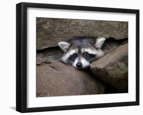 Raccoon Inbetween Rocks-null-Framed Photographic Print