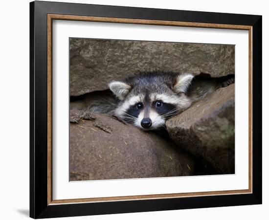 Raccoon Inbetween Rocks-null-Framed Photographic Print