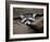 Raccoon Inbetween Rocks-null-Framed Photographic Print