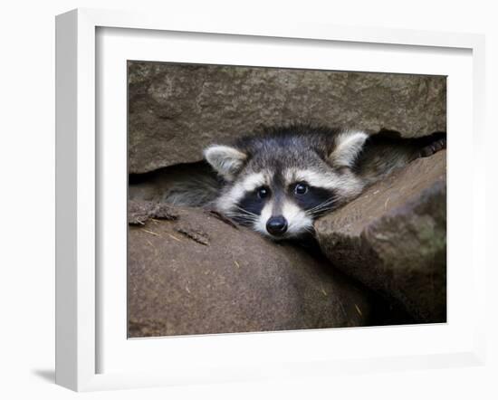 Raccoon Inbetween Rocks-null-Framed Photographic Print