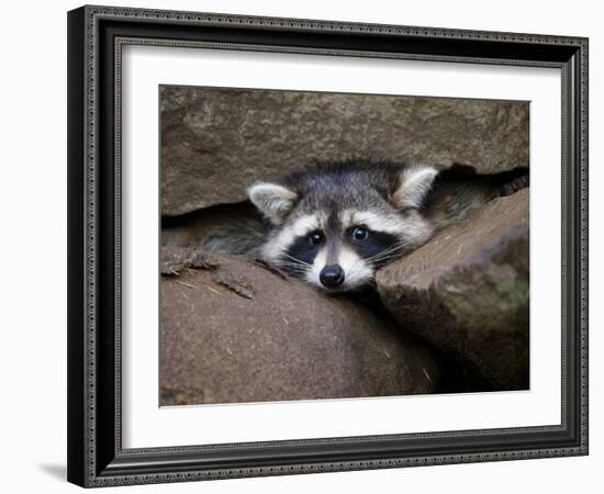 Raccoon Inbetween Rocks-null-Framed Photographic Print