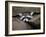 Raccoon Inbetween Rocks-null-Framed Photographic Print