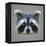 Raccoon Low Poly Portrait-kakmyc-Framed Stretched Canvas