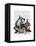 Raccoon Party-Fab Funky-Framed Stretched Canvas