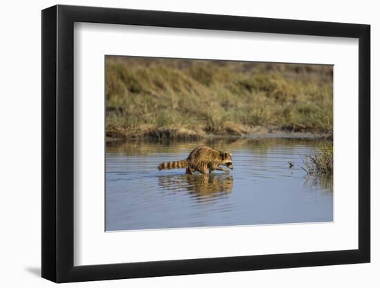 Raccoon (Procyon lotor) adult feeding.-Larry Ditto-Framed Photographic Print