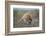 Raccoon (Procyon lotor) adult feeding.-Larry Ditto-Framed Photographic Print