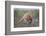 Raccoon (Procyon lotor) adult feeding.-Larry Ditto-Framed Photographic Print