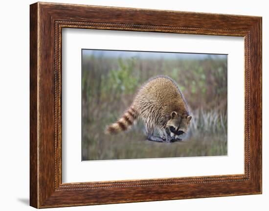 Raccoon (Procyon lotor) adult feeding.-Larry Ditto-Framed Photographic Print